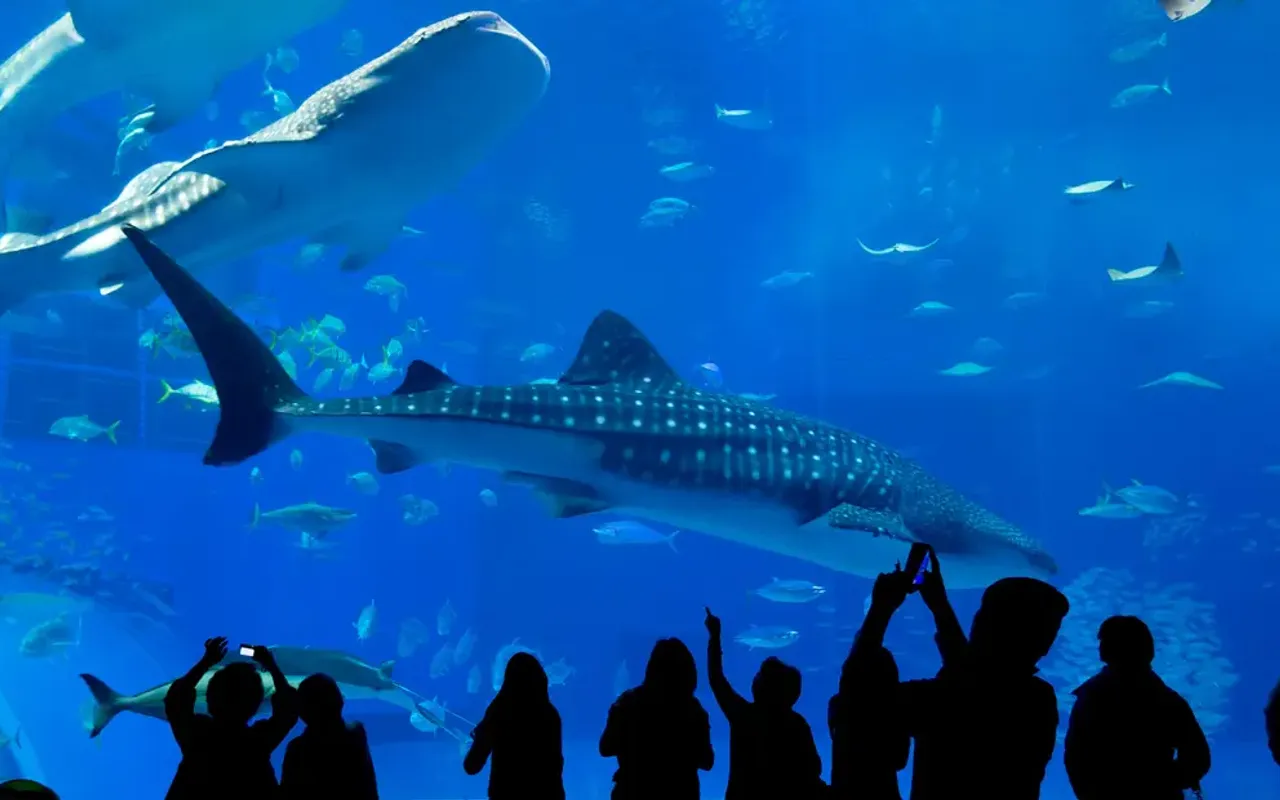 Dubai Aquarium and Underwater Zoo photo 5